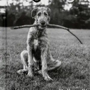 DogDogs Laatste Versie